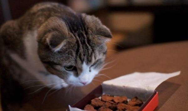 7 продуктов с вашего стола, которые не стоит давать кошке