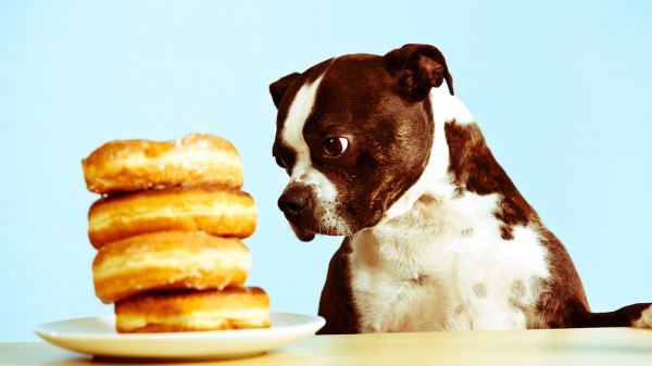 9 продуктов с вашего стола, которые не стоит давать собаке